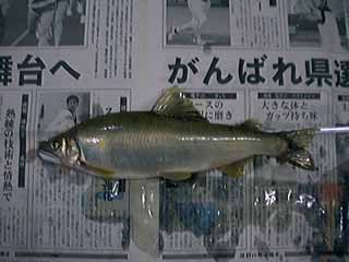 28.8cm̃A