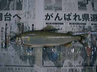29.8cm̃A